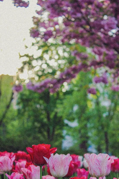 Весной Парке Киева Расцвела Сакура Тюльпаны — стоковое фото