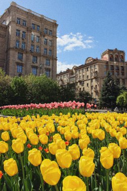 Kyiv 'deki Meydan Nezalezhnosti' de laleler