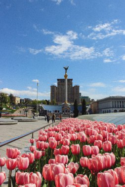 Kyiv 'deki Meydan Nezalezhnosti' de laleler