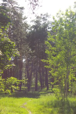 Akşamları şehirde orman