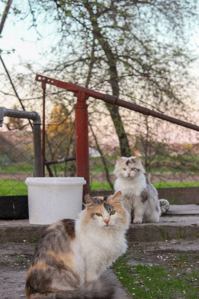 Gatos Aldeia Verão — Fotografia de Stock