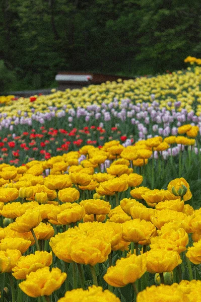 Tulips Kyiv Singing Field — Stockfoto