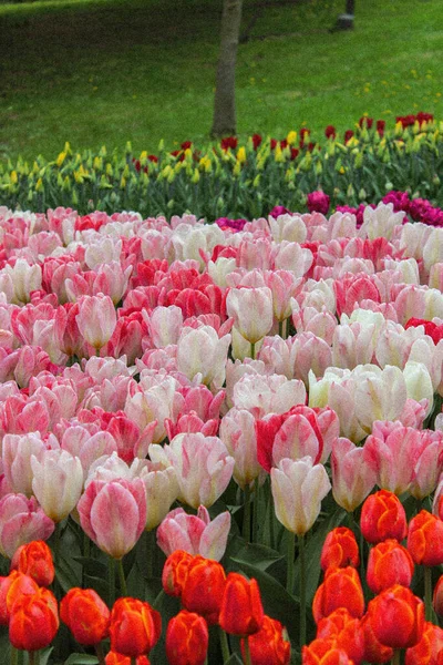 Tulips Kyiv Singing Field — Stockfoto
