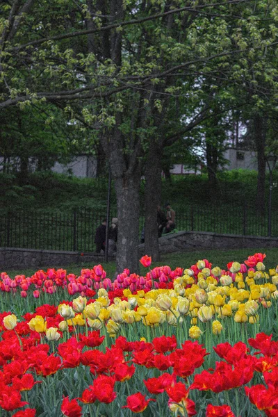 Tulips Kyiv Singing Field — Stockfoto