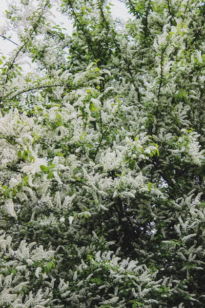 Flores Campo Canto — Foto de Stock