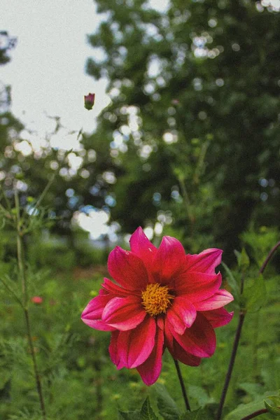 Flower Village — Stockfoto