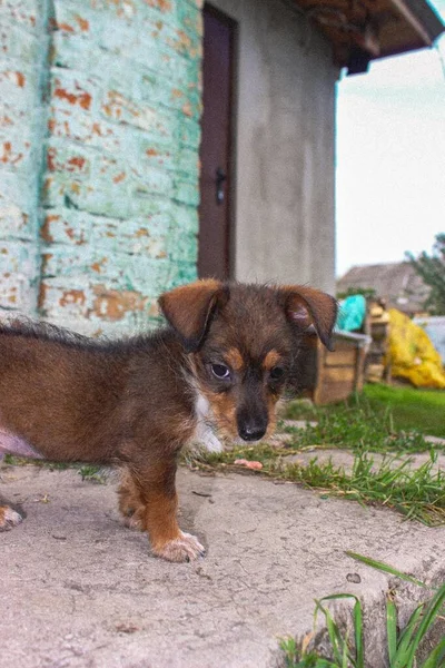 Yazın Köyde Köpek Yavrusu — Stok fotoğraf