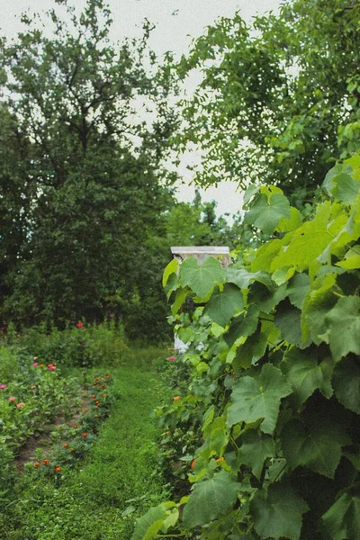 Tuin Het Dorp Zomer — Stockfoto