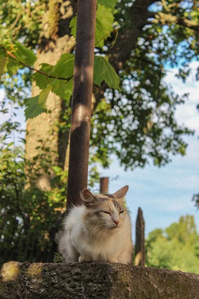 Cat Village Porch — 스톡 사진