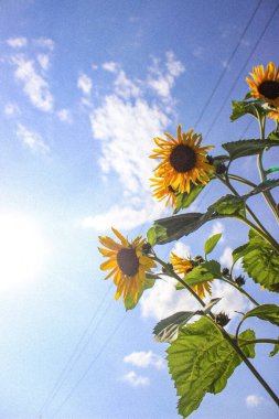 Sunflowers in the village