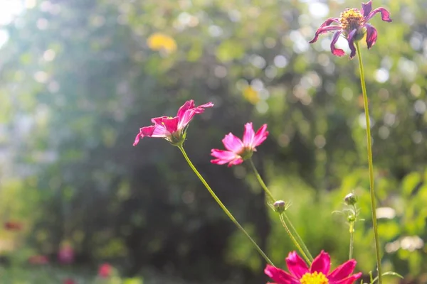 Flowers Village Garden — Stockfoto