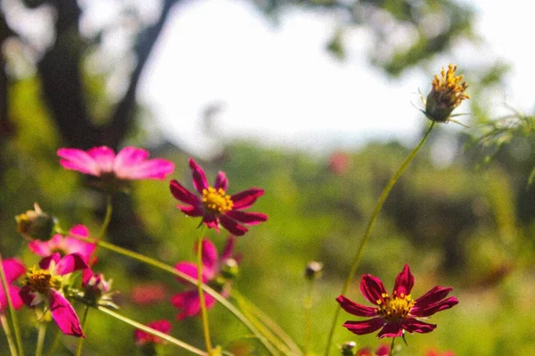 Flowers Village Garden — Stockfoto