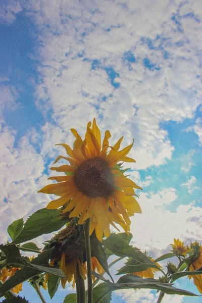 Sunflowers Village — Foto Stock