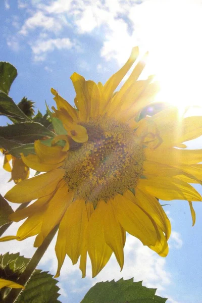 Sunflowers Village — Foto de Stock