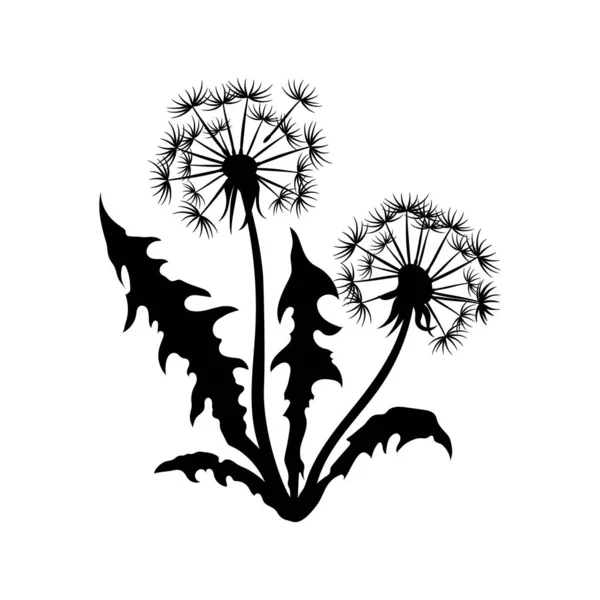 Изолированный чёрный силуэт одуванчика. Сцена с полевыми цветами. Летняя трава. Графика растений — стоковый вектор