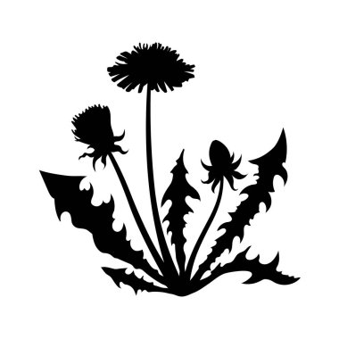 İzole edilmiş kara hindiba silueti. Vahşi çiçek sahnesi. Yaz çimi çizimi. Bitki grafiği