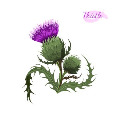 Milk thistle isolated flower. Cartoon wildflower. Wild plant icon. Hand drawn meadow herb. Vector illustration