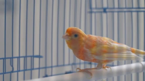 Oiseau dans une cage — Video