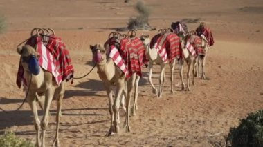 Çöldeki deve kervanı