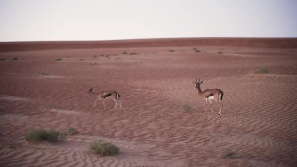 Арабська газель в пустелі — стокове відео