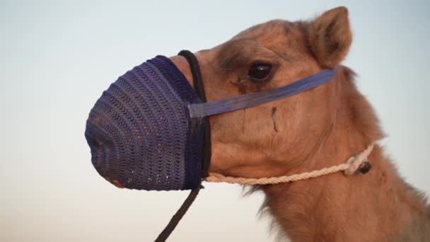 Camel with mask — Stock Video