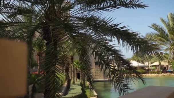 Palmbomen en uitzicht op de gracht — Stockvideo