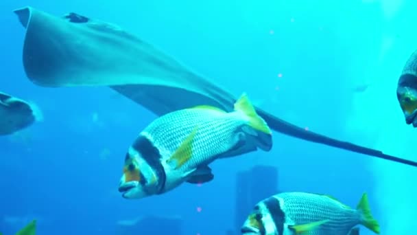 Stingrays swim in the aquarium — Stock Video