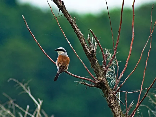 Spring birds found in Poland.