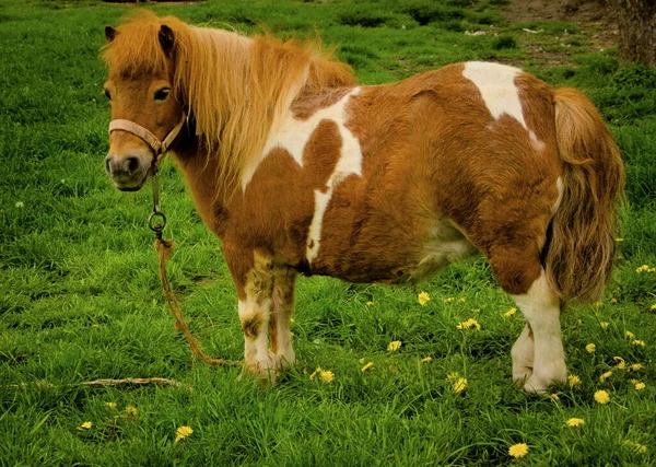 Breeding horses occurring in Poland.