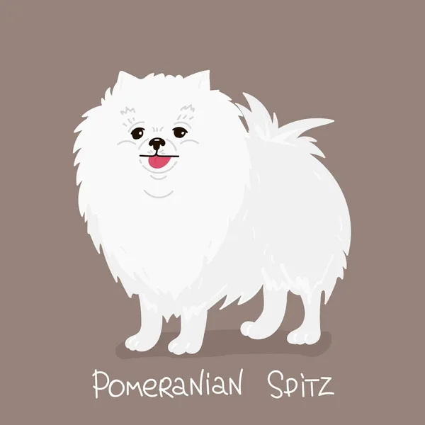 Aranyos fehér kutya fajta Pomeranian elszigetelt onon bézs háttér Színes vektor Illusztráció. — Stock Vector