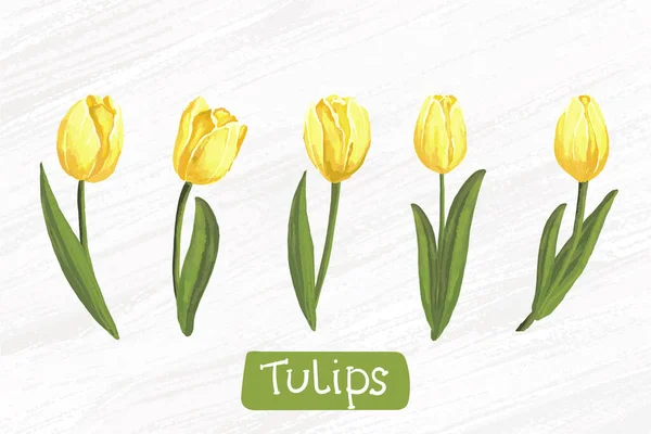 Conjunto de acuarela amarillo tulipanes vector dibujo a mano — Vector de stock