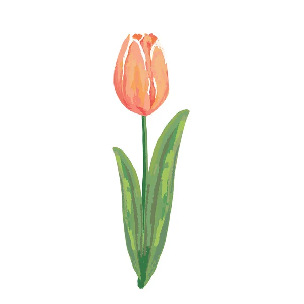 Aquarel rood tulp vector hand tekening met de hand op wit — Stockvector