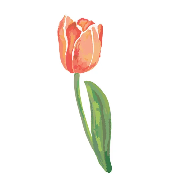 Watercolor Red Tulip Vector Hand Drawing Hand Drawing — стоковый вектор