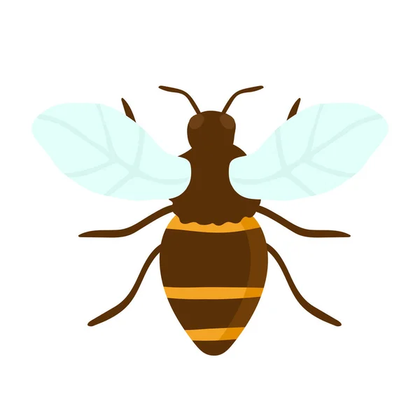 Vektorgravur Illustration Der Honigbiene Auf Weißem Hintergrund Handzeichnung Flach — Stockvektor