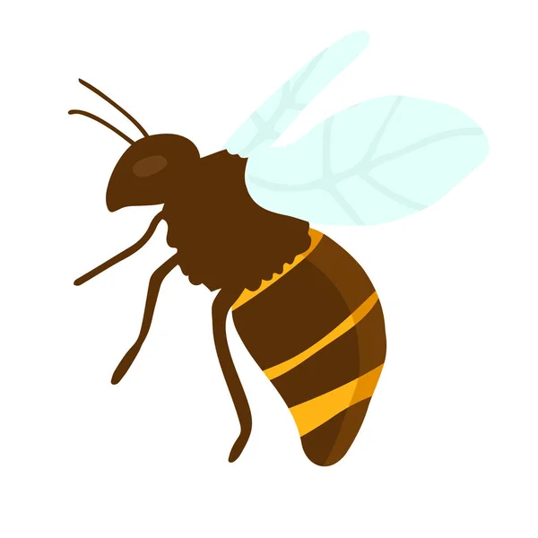 Vektorgravur Illustration Der Honigbiene Auf Weißem Hintergrund Handzeichnung Flach — Stockvektor