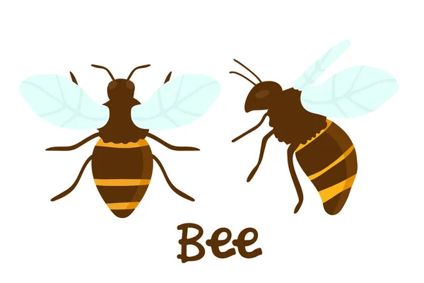 Satz Von Vektorgravur Illustration Der Honigbiene Auf Weißem Hintergrund Handzeichnung — Stockvektor