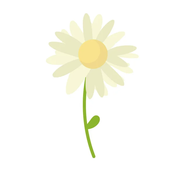 Gänseblümchen Blumen Vektor Hintergrund Illustration Zur Kamillenblüte — Stockvektor