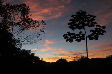 Gün batımının manzarası. Arka planda bir ağacın silüeti..