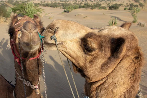 一对恋爱中的骆驼的头被蒙住了 两只骆驼之间的亲吻 — 图库照片