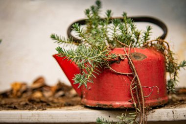 Antika kırmızı çaydanlık çiçek saksısı gibi. Seçici odak.
