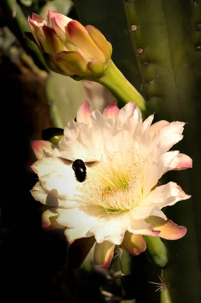 세레우스 선인장의 호박벌의 사진입니다 꽃피는 선인장 — 스톡 사진