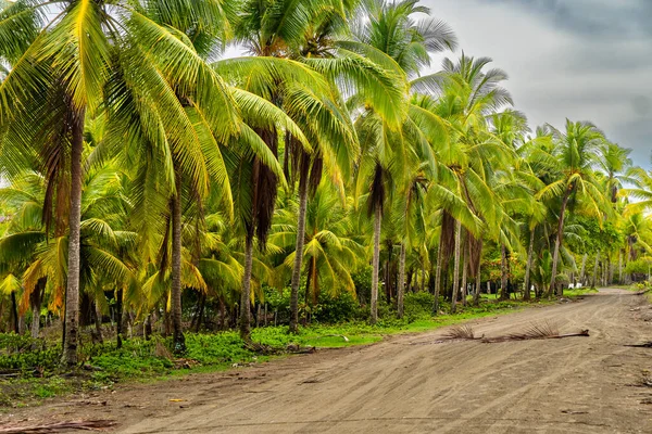 Landscape of palm trees in a village of fishermen. Tropical weather.