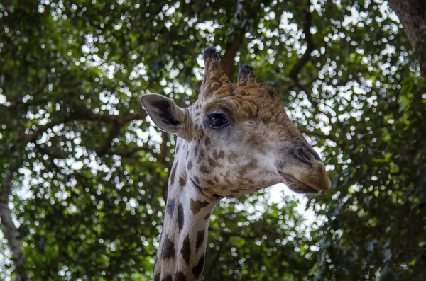 Großaufnahme Einer Giraffe Vor Einigen Grünen Bäumen Die Die Kamera — Stockfoto