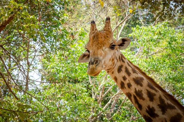 Close Uma Girafa Frente Algumas Árvores Verdes Olhando Para Câmera — Fotografia de Stock