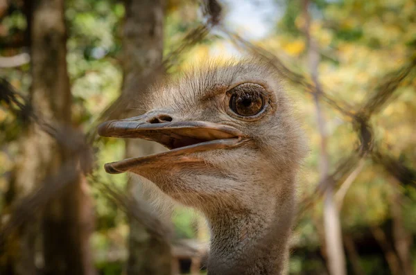 Zbliżenie Strusia Ptaka Głowy Szyi Przedni Portret Parku Dzikie Ptaki — Zdjęcie stockowe
