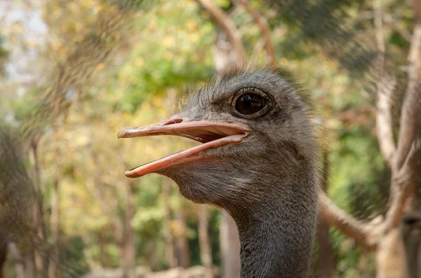 Zbliżenie Strusia Ptaka Głowy Szyi Przedni Portret Parku Dzikie Ptaki — Zdjęcie stockowe