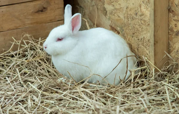 Sluit Witte Konijnen Grond Single Van Korte Haar Schattige Baby — Stockfoto