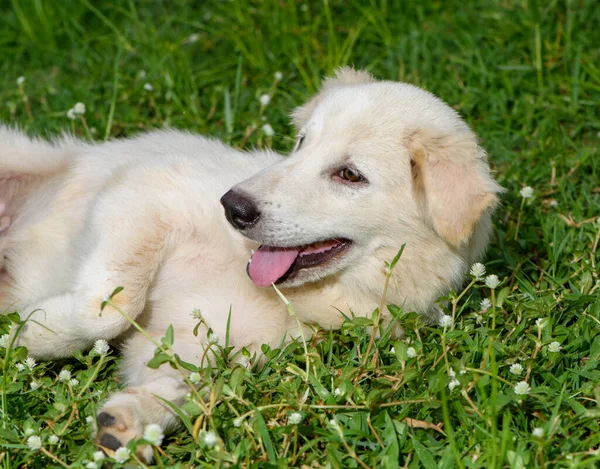 緑の草の上に白い犬を閉じます 短い髪のかわいい赤ちゃんの犬のシングル — ストック写真