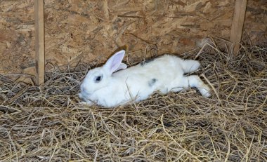 Pipetteki beyaz tavşanları kapatın. Kısa saçlı sevimli yavru tavşan Paskalya bayramı konsepti için güzel Paskalya tavşanı kullanımı..