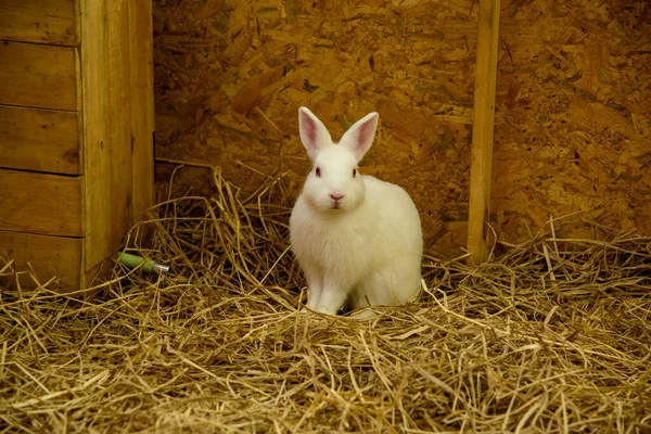 Närbild Vita Kaniner Sugröret Singel Kort Hår Bedårande Baby Kanin — Stockfoto
